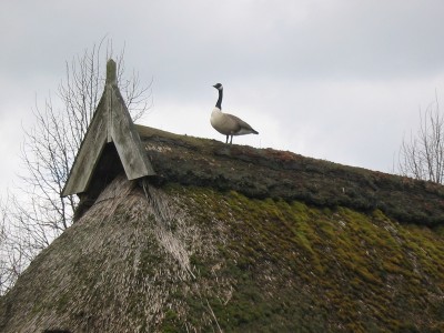 Schlüsselwörter: Kiel Storch